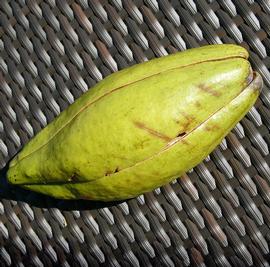   Fruit:   Ceiba pentandra ; Photo by H. Grobe, wikimedia commons
